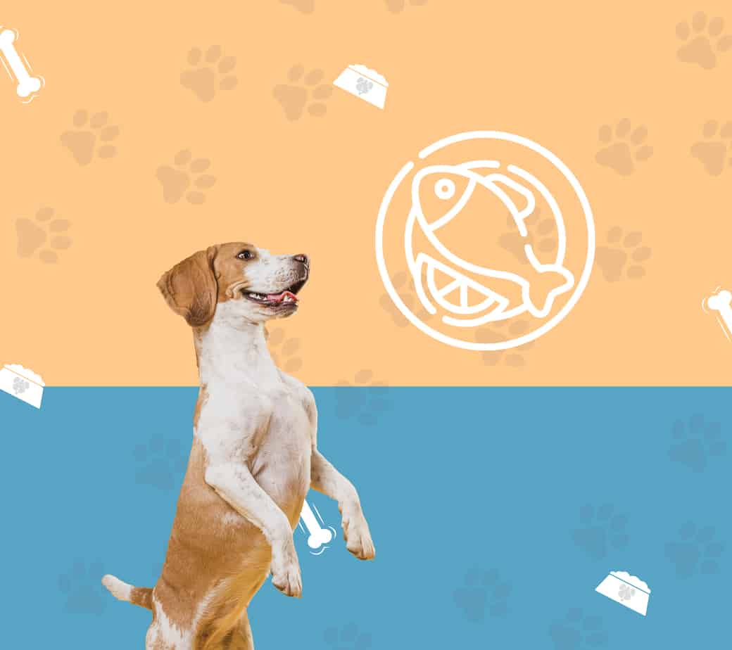 Pescado. Buena fuente de proteínas para los perros qué puede comer mi perro