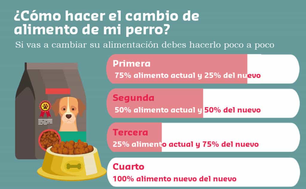 ¿Por Qué mi Perro No Quiere Comer?